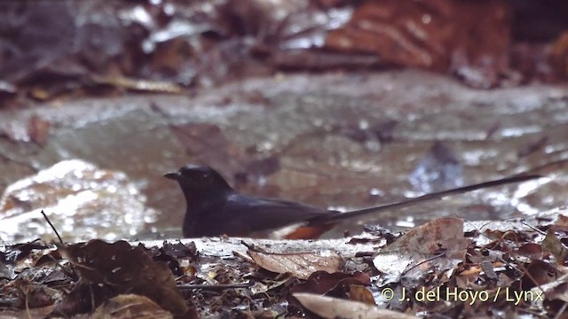 White-rumped Shama (White-rumped) - ML201535211