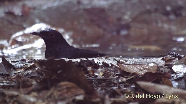 Белопоясничный шама [группа malabaricus] - ML201535221