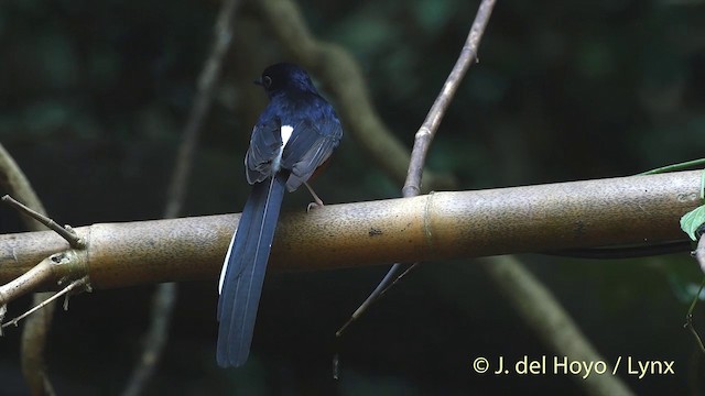 White-rumped Shama (White-rumped) - ML201535231