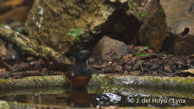 Белопоясничный шама [группа malabaricus] - ML201535241