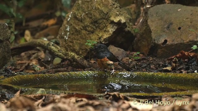 White-rumped Shama (White-rumped) - ML201535251