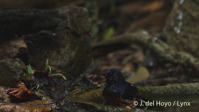 Белопоясничный шама [группа malabaricus] - ML201535261