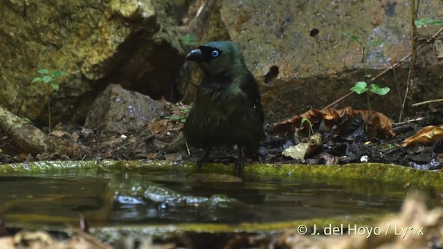 Racket-tailed Treepie - ML201535271