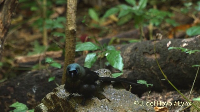 Racket-tailed Treepie - ML201535281