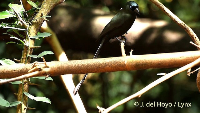 Racket-tailed Treepie - ML201535291