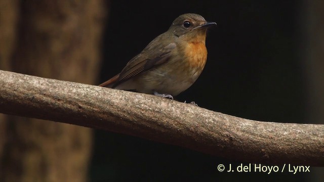 Chinablauschnäpper - ML201535351