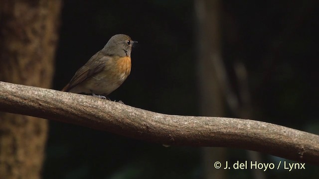Chinablauschnäpper - ML201535361