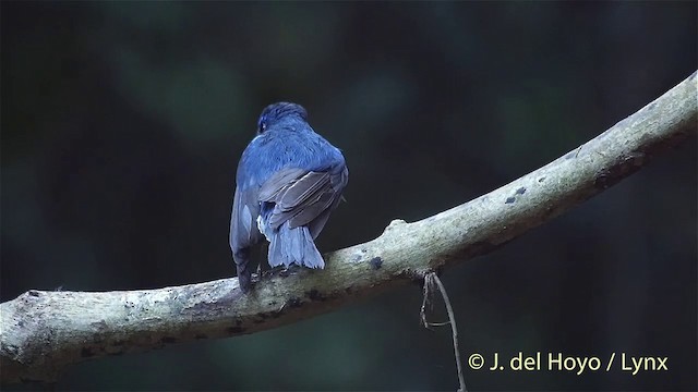 Chinablauschnäpper - ML201535381