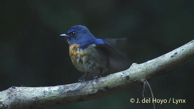 Chinablauschnäpper - ML201535391