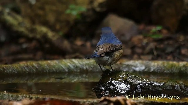 Chinablauschnäpper - ML201535401