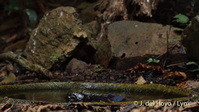 Chinablauschnäpper - ML201535411