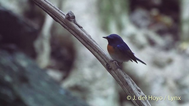 Chinablauschnäpper - ML201535421
