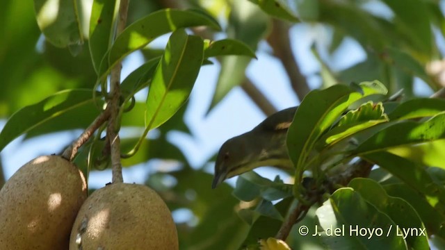 Thick-billed Flowerpecker (obsoletum Group) - ML201535461