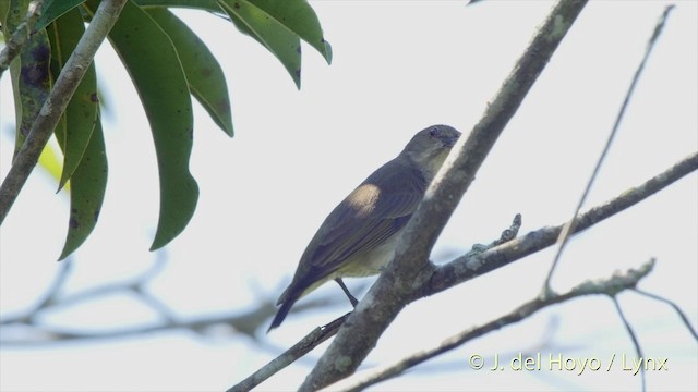 Thick-billed Flowerpecker (obsoletum Group) - ML201535471