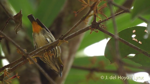 Gelbsteiß-Mistelfresser - ML201535481