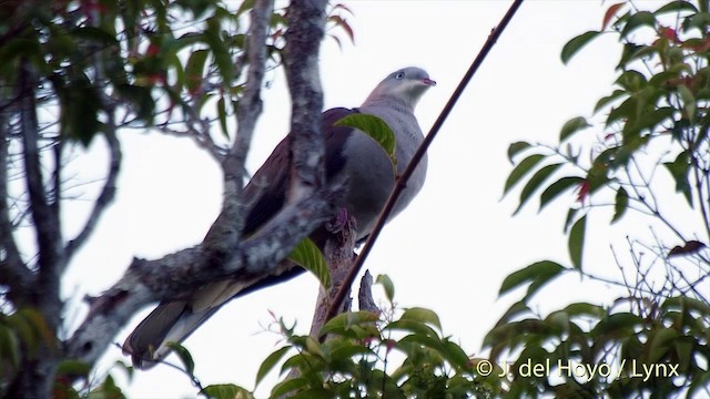 Dúcula Dorsicastaña - ML201535531