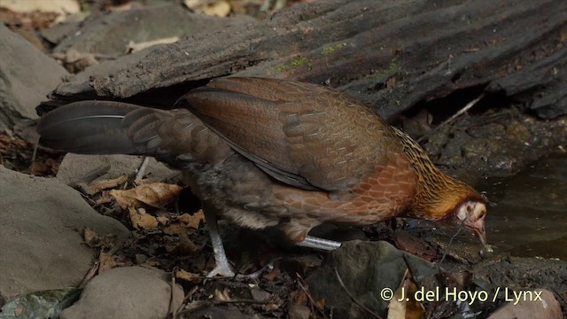 Red Junglefowl - ML201535541