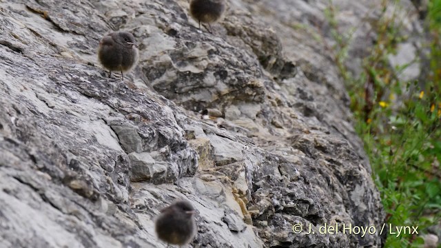 חכלילית סלעים (מערבית) - ML201535621