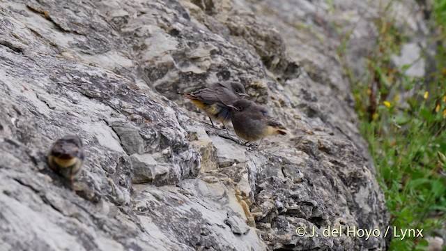 Горихвістка чорна (підвид gibraltariensis/aterrimus) - ML201535641