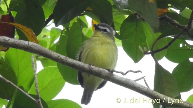 Brown-capped Tyrannulet - ML201535671