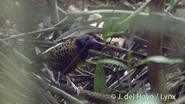 Ocellated Antbird - ML201535681