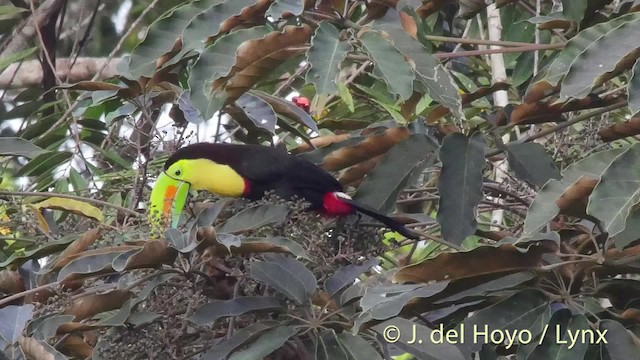 Keel-billed Toucan - ML201535711