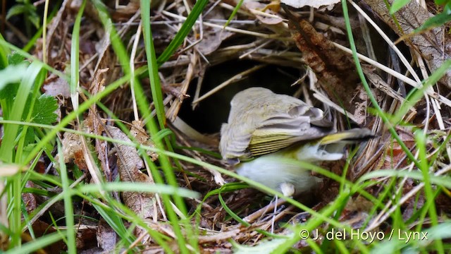 Western Bonelli's Warbler - ML201535771