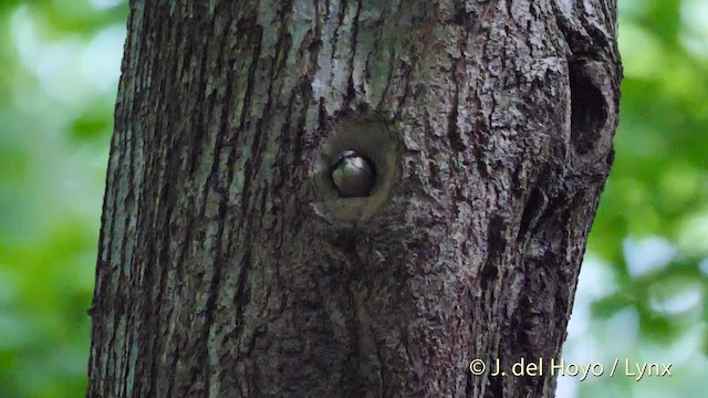 Eurasian Nuthatch (Western) - ML201535811