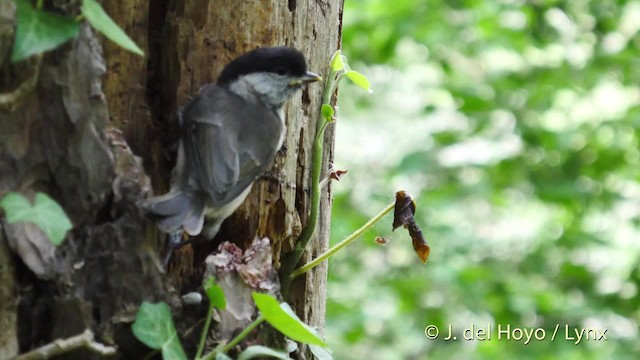 Mésange nonnette - ML201535871