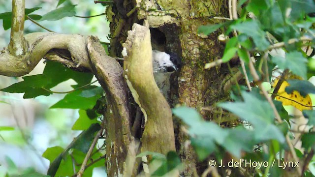 Marsh Tit - ML201535881