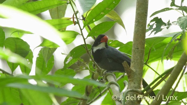 Slate-colored Grosbeak - ML201535911