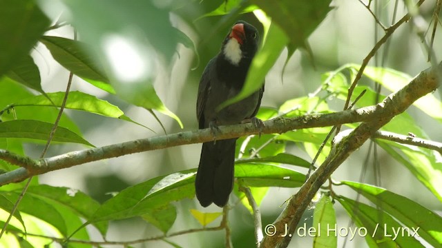 Slate-colored Grosbeak - ML201535921