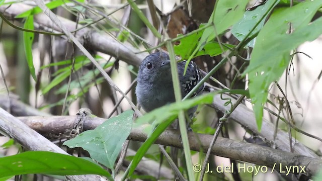 Black-crowned Antshrike - ML201535961