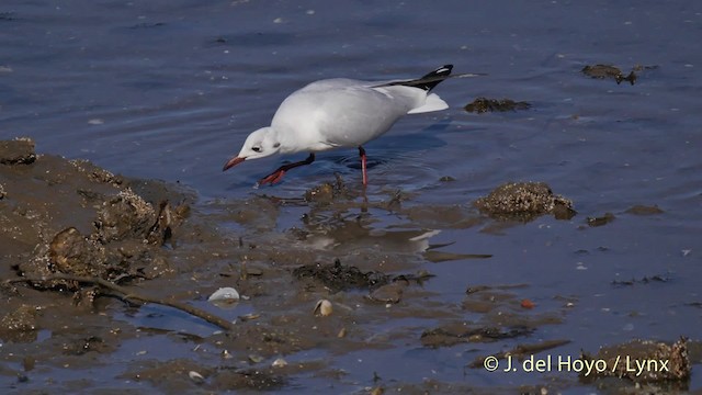 Black-headed Gull - ML201536081