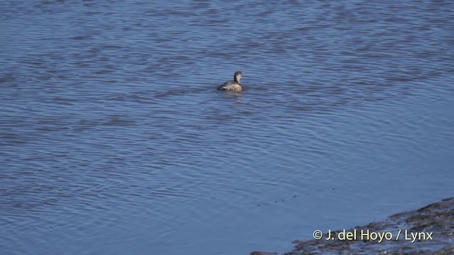 Little Grebe (Little) - ML201536091