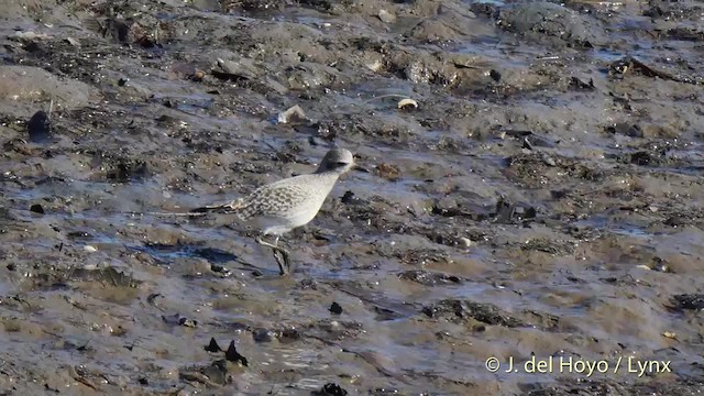 Black-bellied Plover - ML201536101