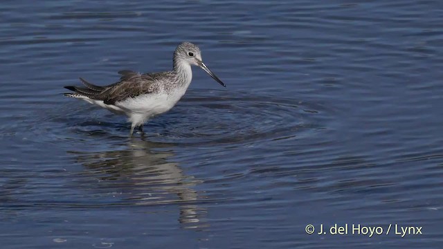 Common Greenshank - ML201536111