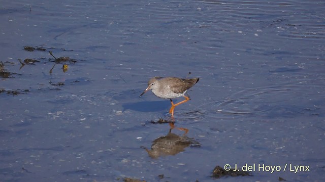 Common Redshank - ML201536121