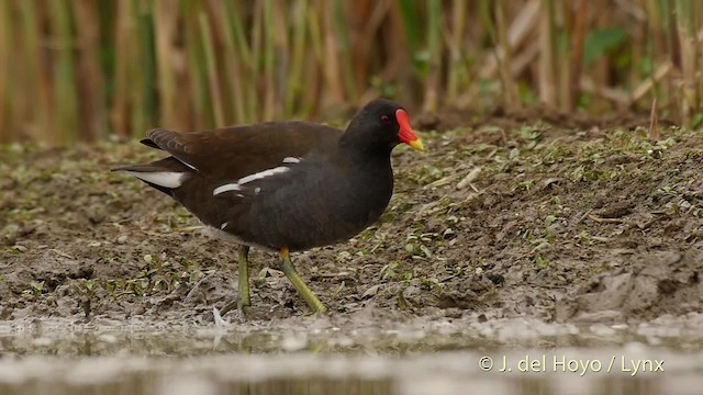 Eurasian Moorhen - ML201536921