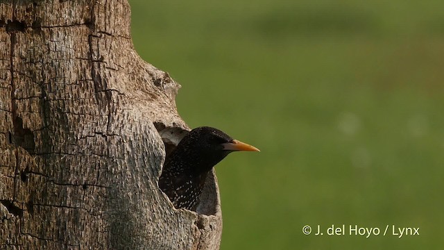 歐洲椋鳥 - ML201537101