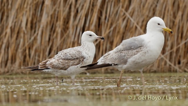 Steppenmöwe - ML201537111