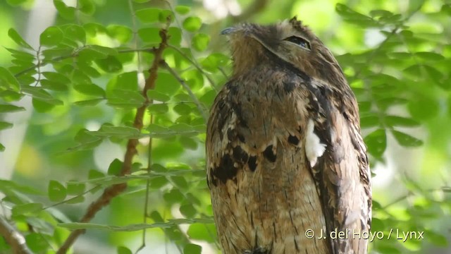 Common Potoo - ML201537141