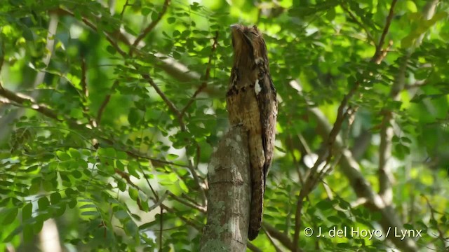 Common Potoo - ML201537151