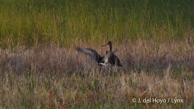 オグロシギ（limosa） - ML201537241