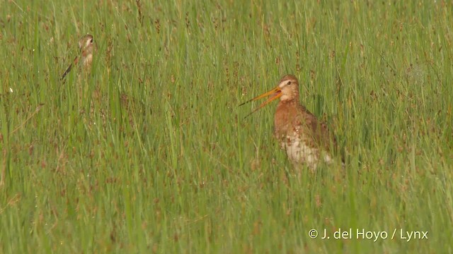 Black-tailed Godwit (European) - ML201537251