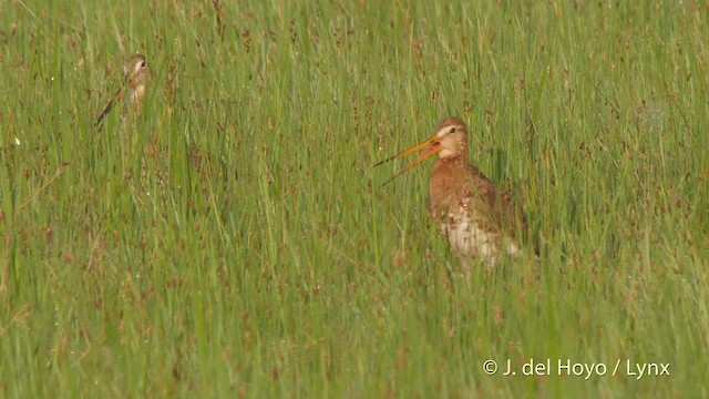 オグロシギ（limosa） - ML201537251