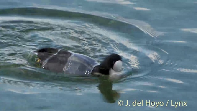 Eurasian Coot - ML201537331