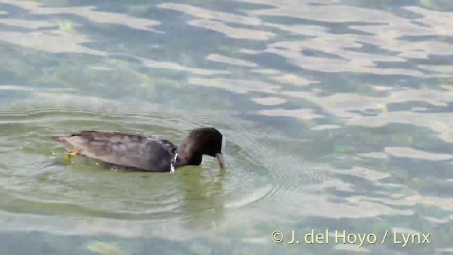 Eurasian Coot - ML201537341