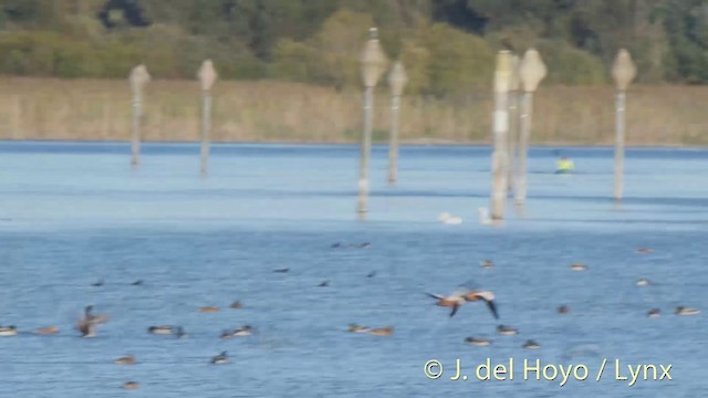 Ruddy Shelduck - ML201537371