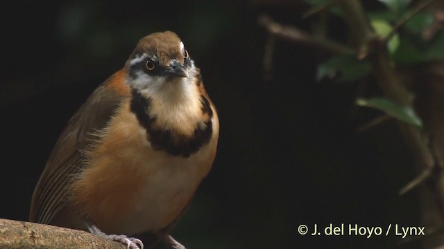 Lesser Necklaced Laughingthrush - ML201537501